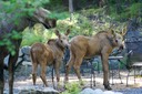 babymoose - 1