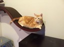 catshelf - 1